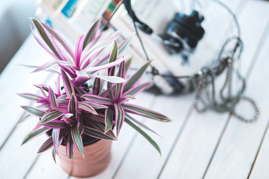 Planting Instructions for Your New Houseplants: A Guide to Help Them Thrive