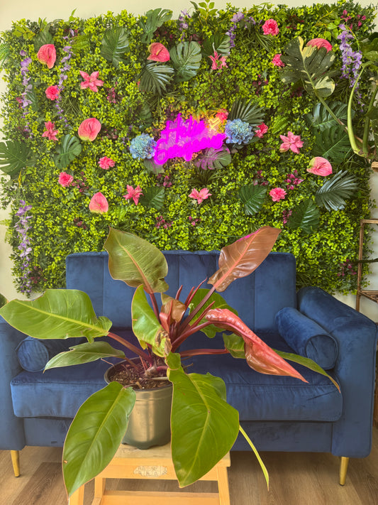 Philodendron "Prince of Orange"