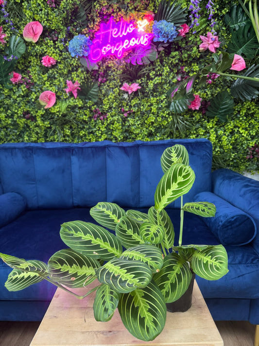 Lemon Lime Prayer Plant