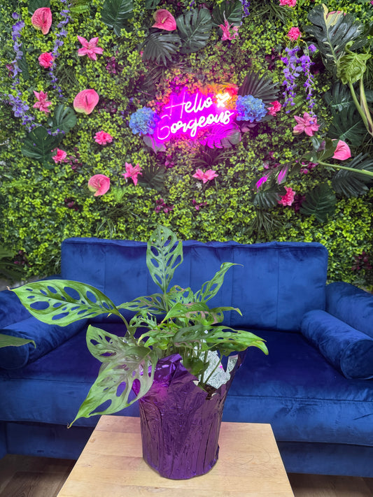 Swiss Cheese Monstera