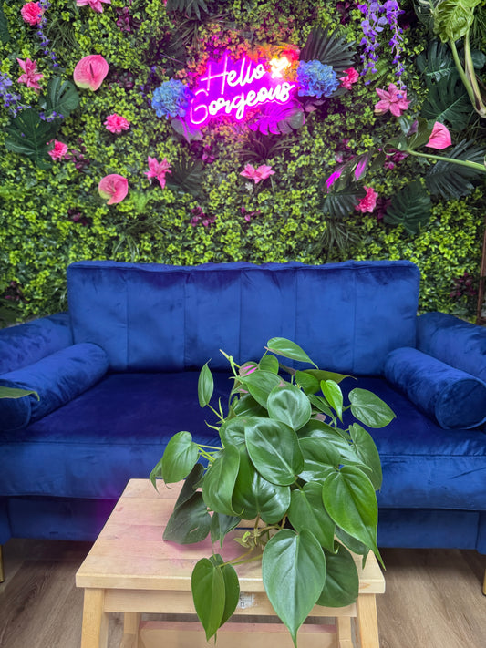 Heart Leaf Cordatum Philodendron