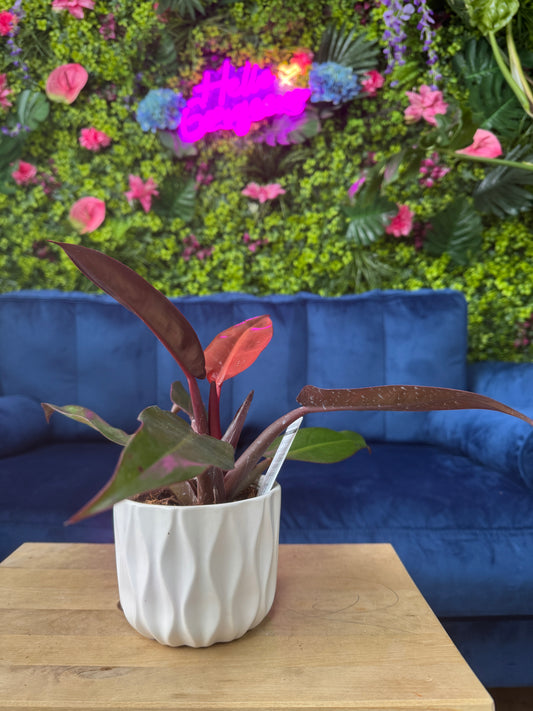 Philodendron Sun Red