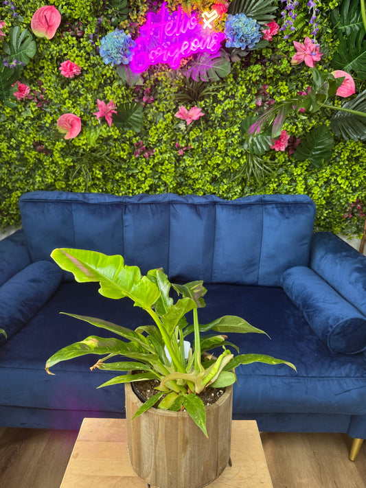 Philodendron Ring of Fire