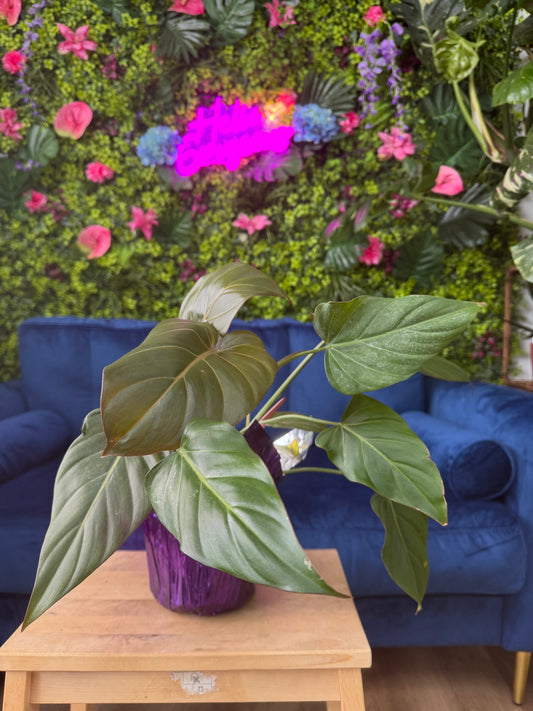 Philodendron Summer Glory