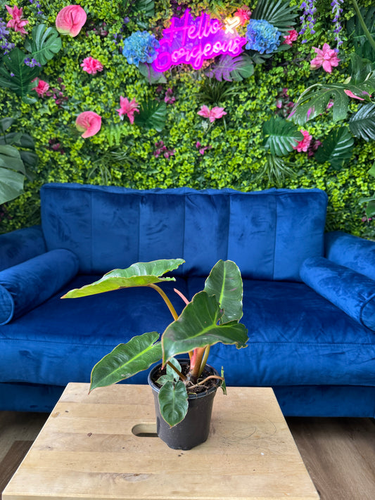 Philodendron Billietea