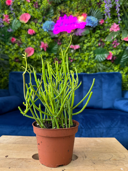 Cactus Pencil Fire Stick