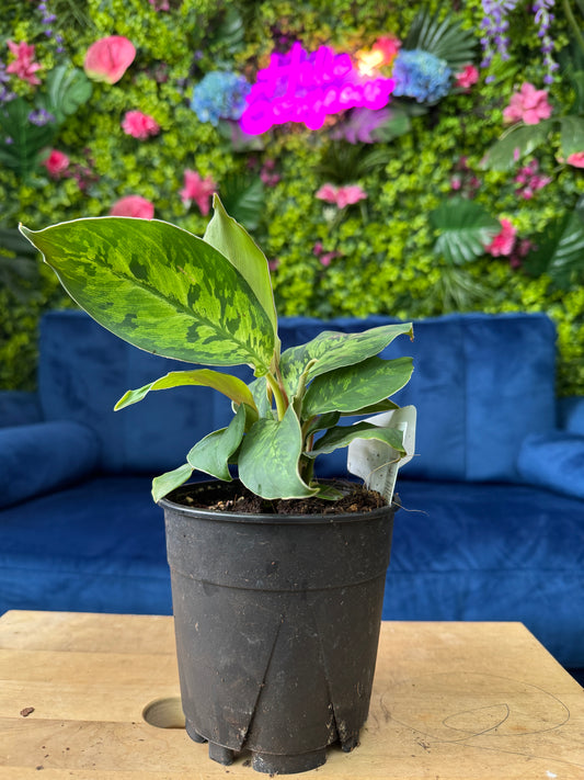 Homalomena Camouflage