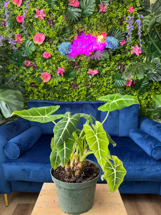 Alocasia Velvet Elvis