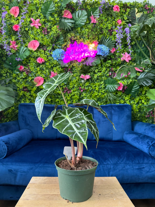 Alocasia Polly