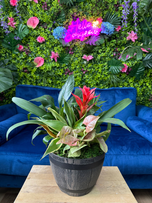 Plant Arrangement Pick-Up