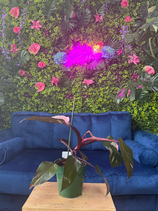 Philodendron Pink Princess