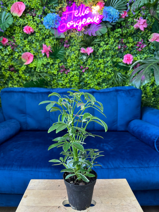 Schefflera Arboricola