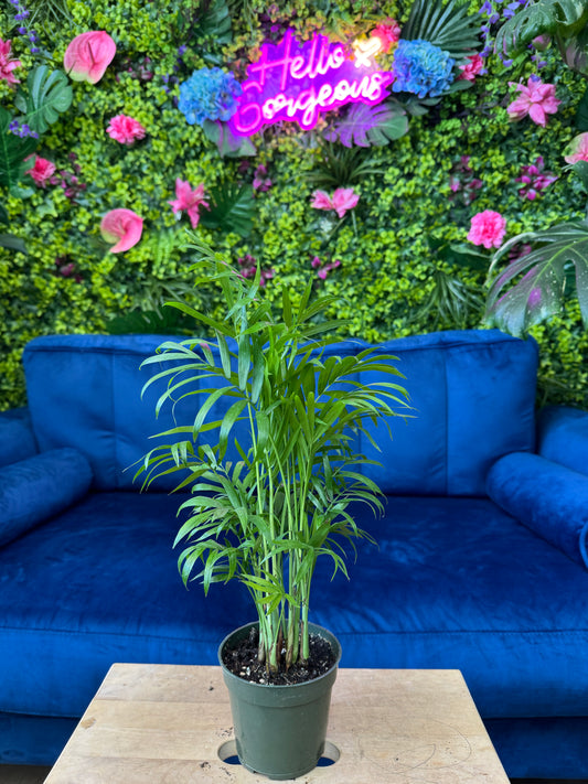 Parlor Palm