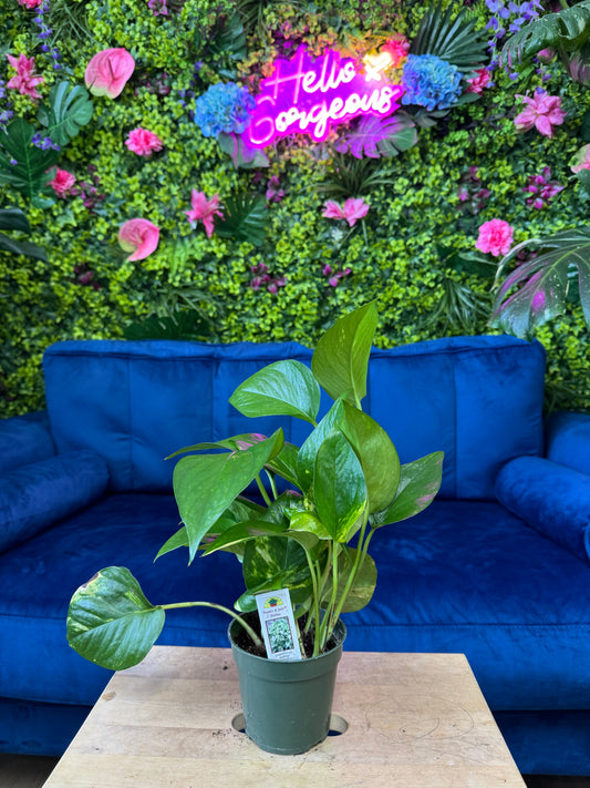 Golden Pothos