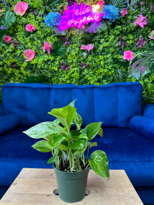 Marble Pothos
