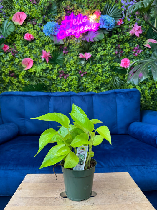 Neon Pothos