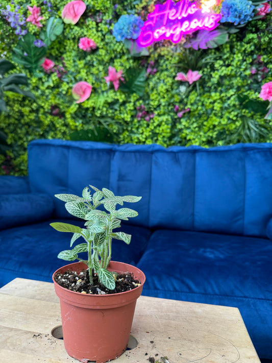 Fittonia (Nerve Plant)