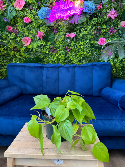 Philodendron Cordatum Lemon Lime