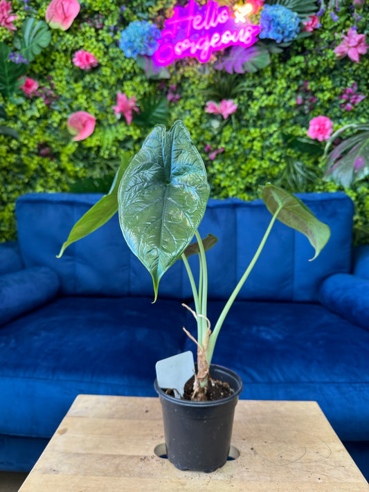 Alocasia Green Unicorn