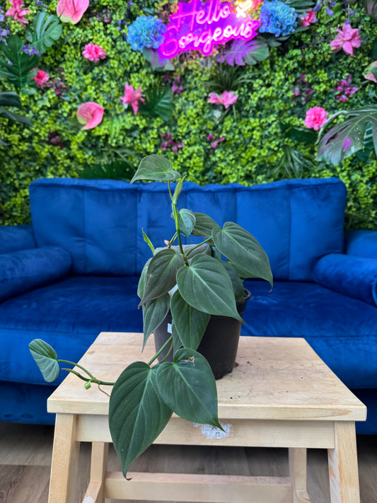 Mican (Velvet) Philodendron