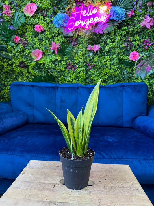 Snake Plant Golden Flame