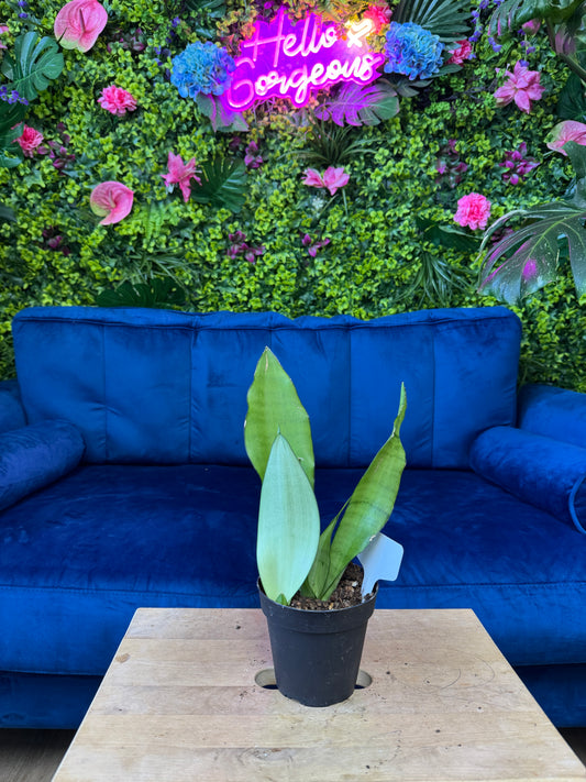 Snake Plant Moonshine