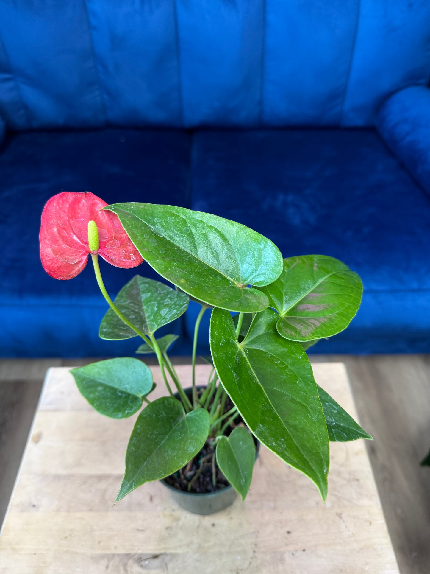 Anthurium Jumbo Red