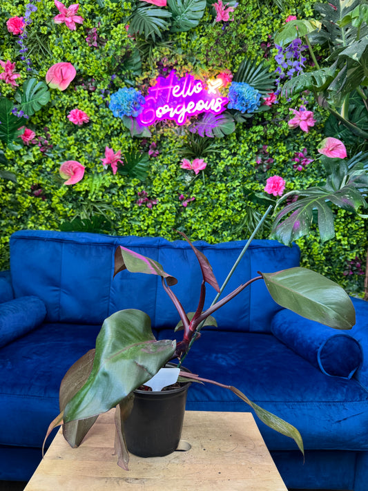 Philodendron Bloody Mary