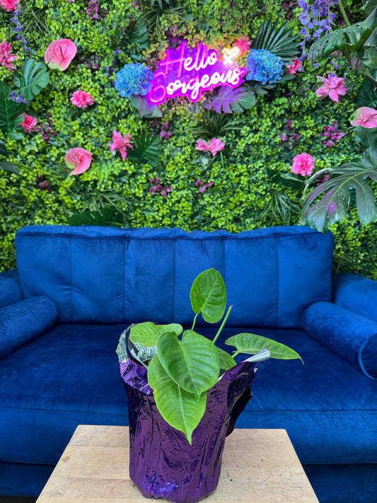 Anthurium Veitchi King