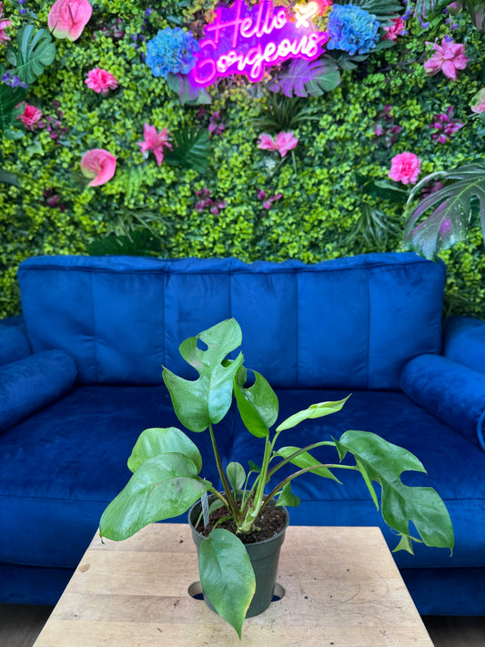 Mini Monstera