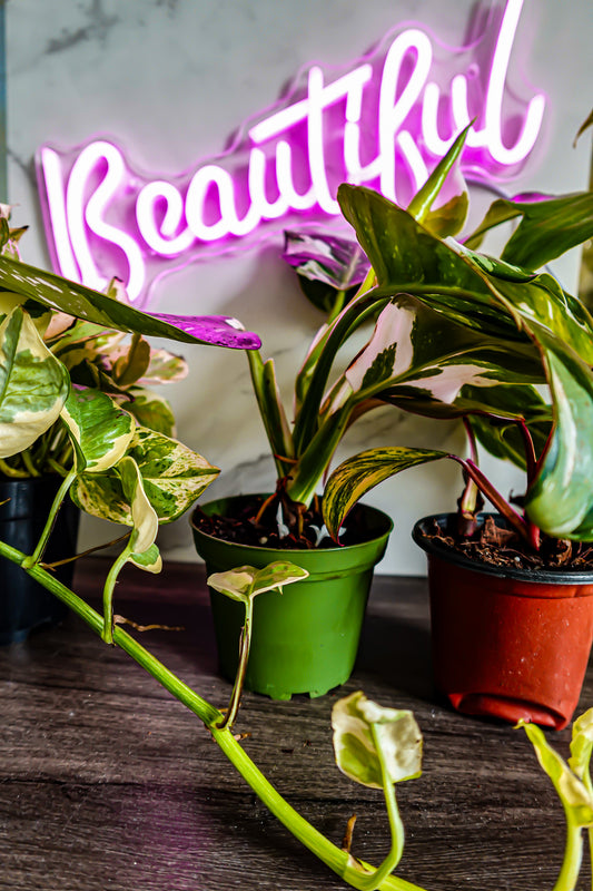 The Essential Guide to Measuring Your Plant Pot for Healthy Growth