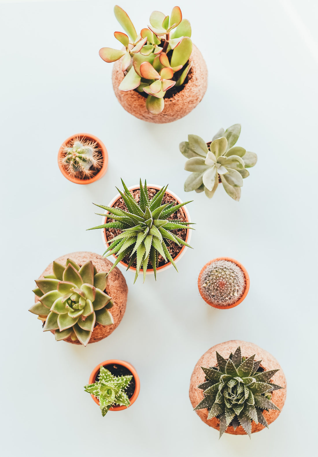 Healthy Roots, Happy Plants: A Guide to Preventing Root Rot