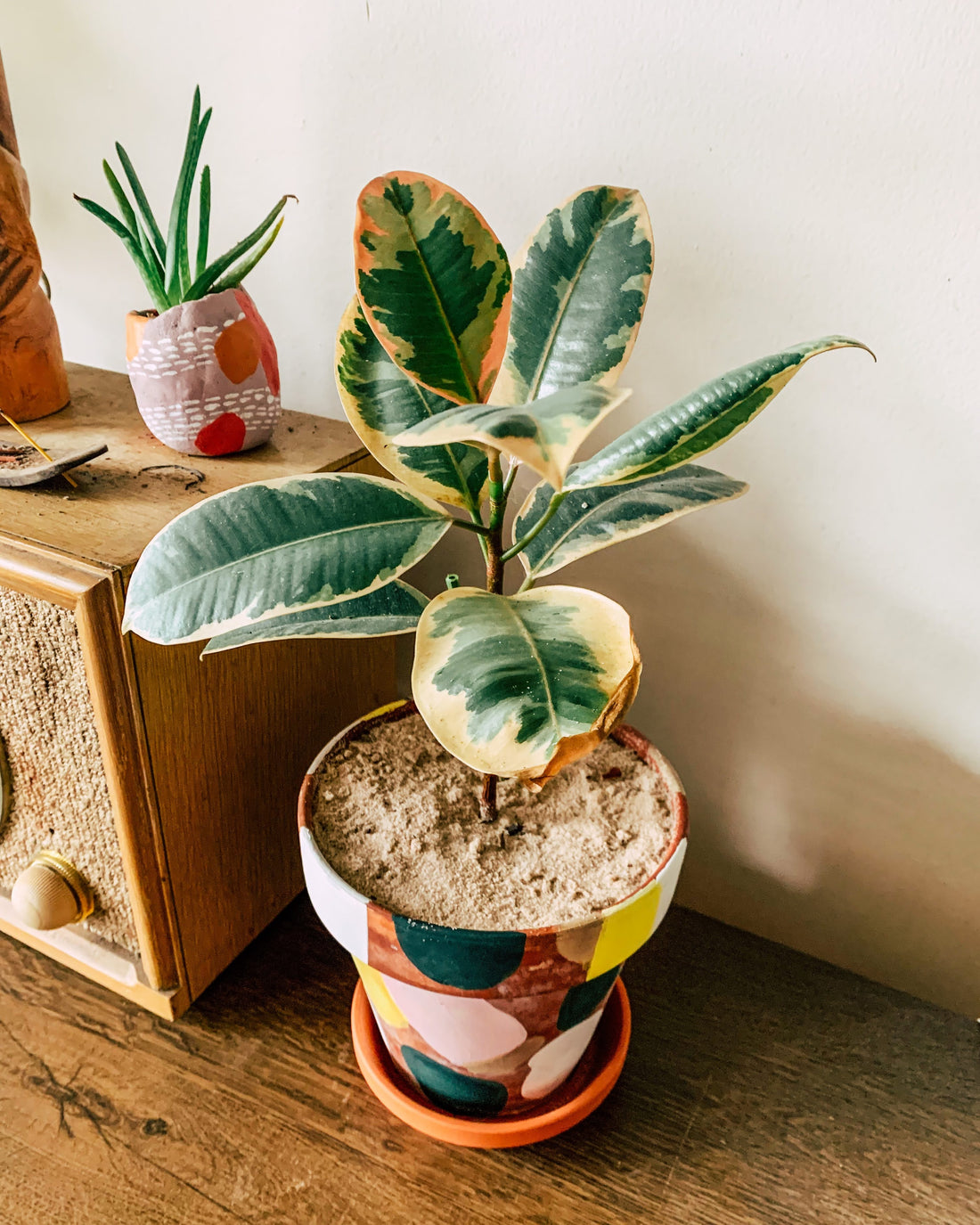 Improving Indoor Air Quality: The Power of Air-Purifying Plants