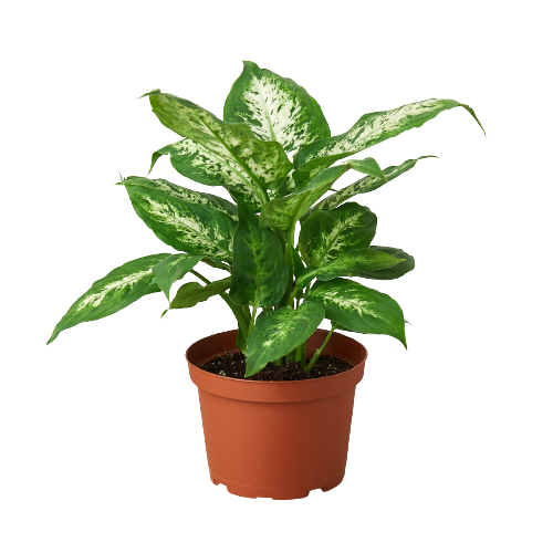Dieffenbachia 'Tropic Snow