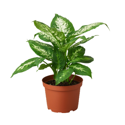 Dieffenbachia 'Tropic Snow