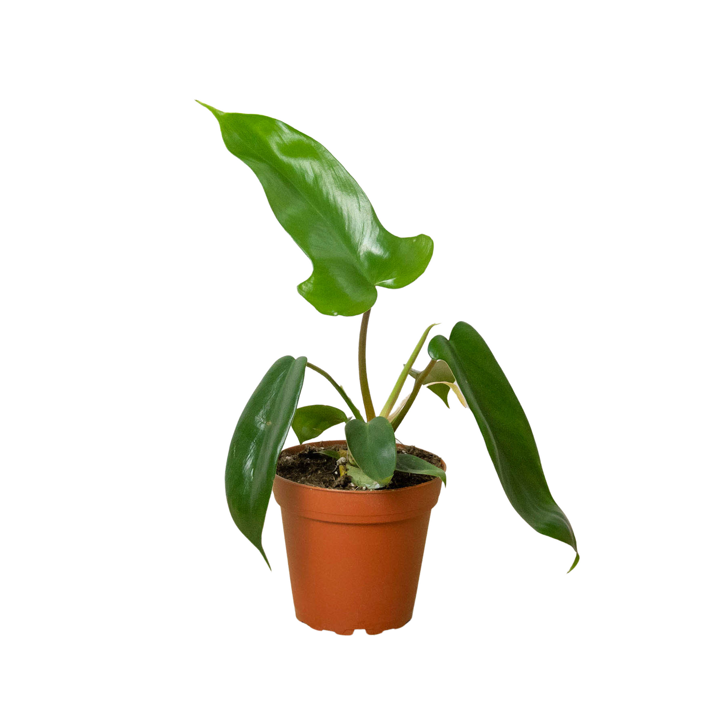 Philodendron 'Florida Green