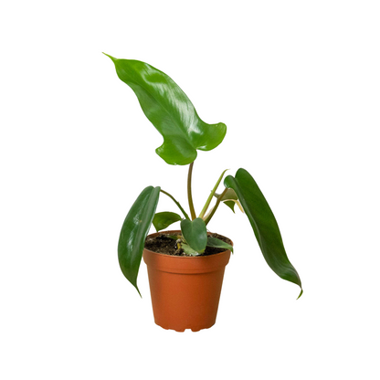 Philodendron 'Florida Green
