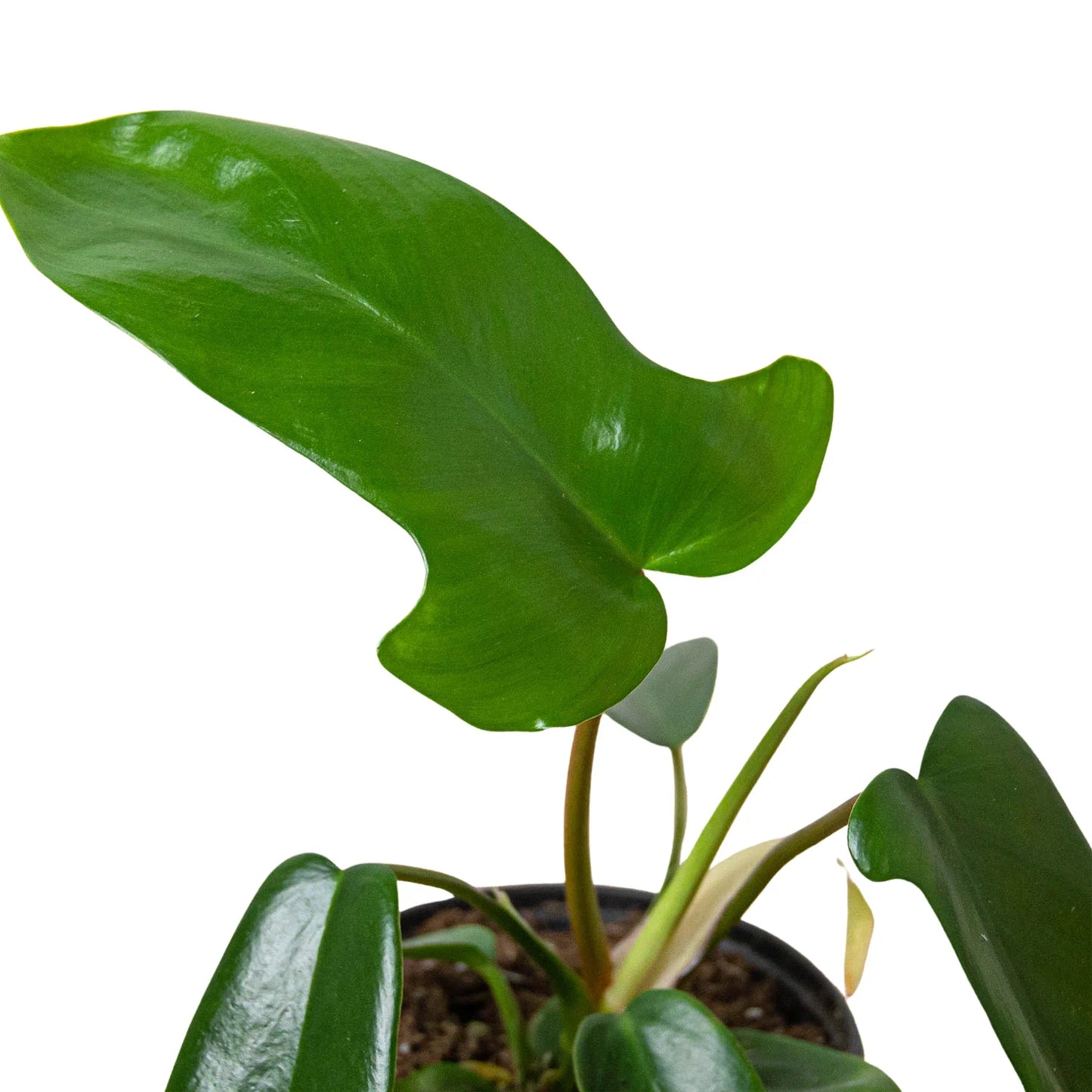 Philodendron 'Florida Green