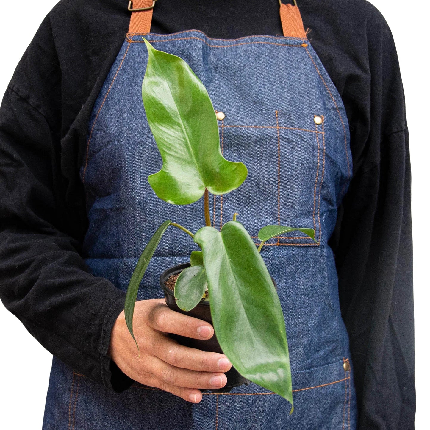 Philodendron 'Florida Green