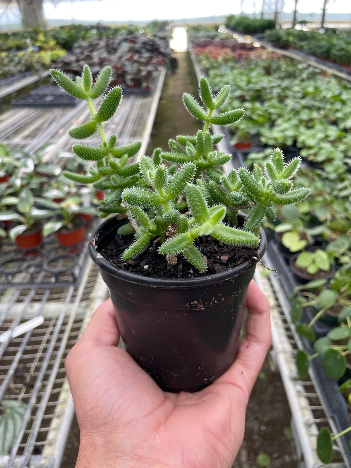 Delosperma echinatum 'Pickle Plant