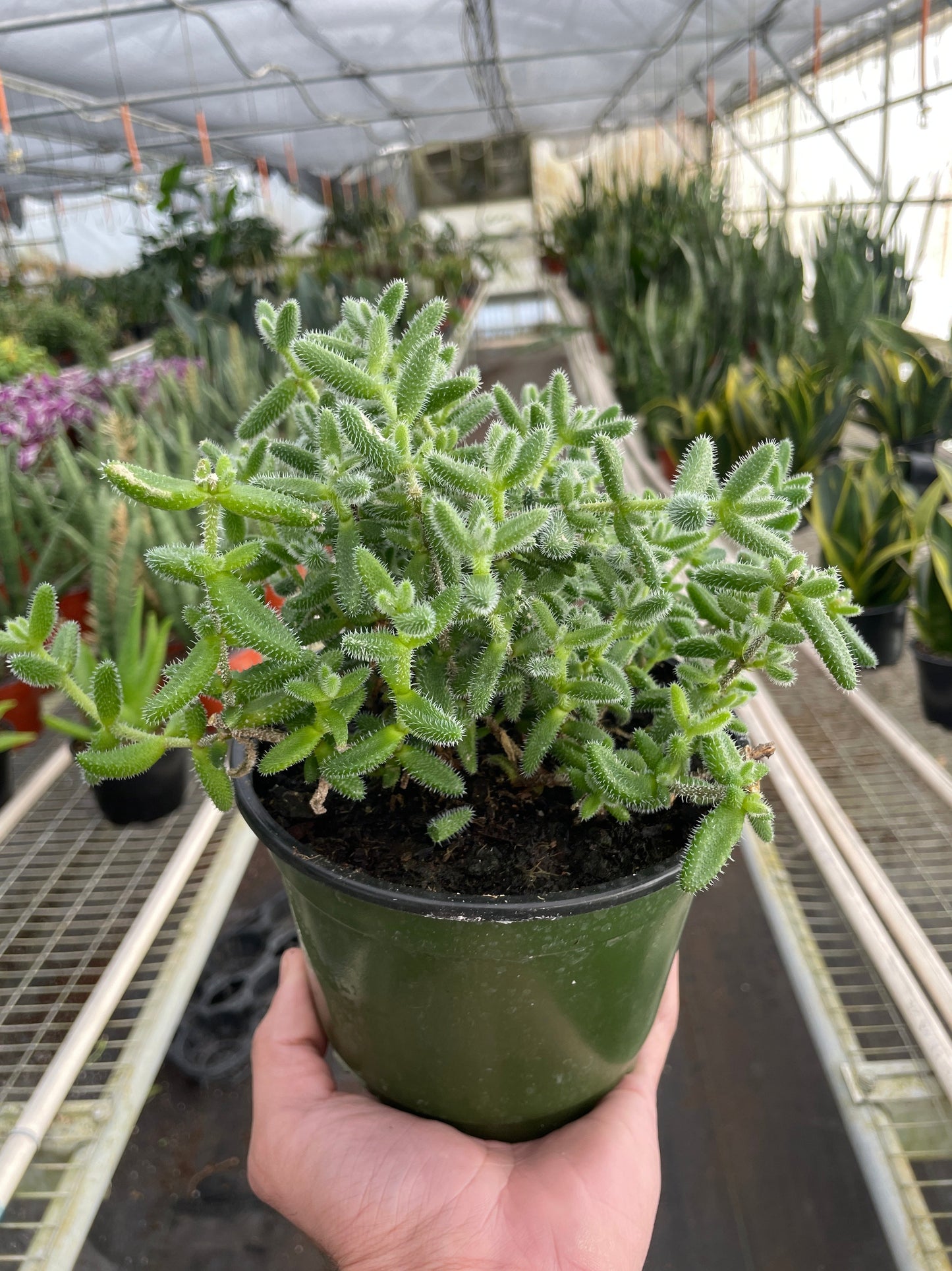 Delosperma echinatum 'Pickle Plant