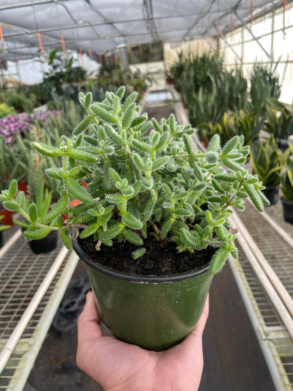 Delosperma echinatum 'Pickle Plant