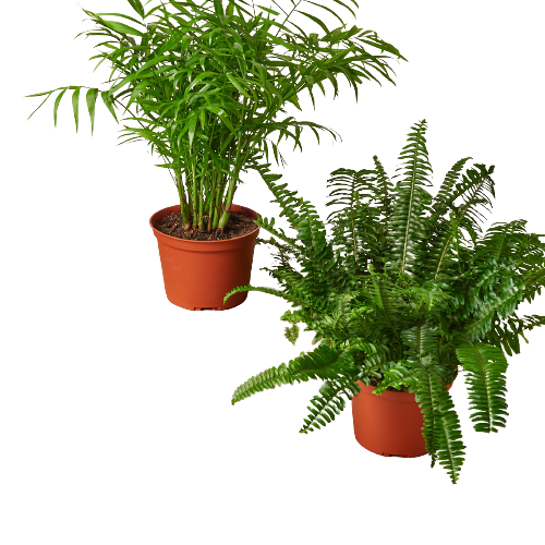 Premium Pet-Friendly Plants Subscription box