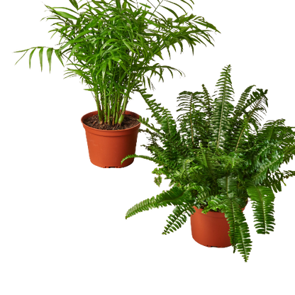 Premium Pet-Friendly Plants Subscription box