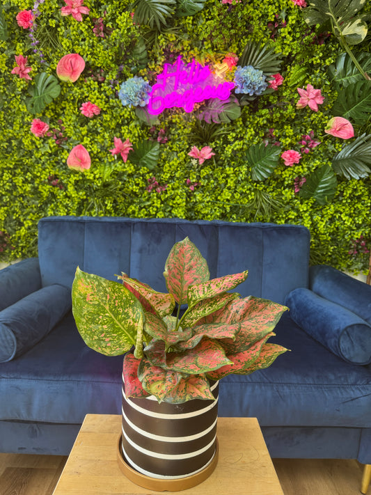 Aglaonema Red Valentine