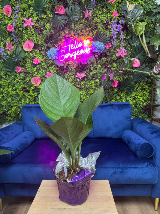 Anthurium Jungle