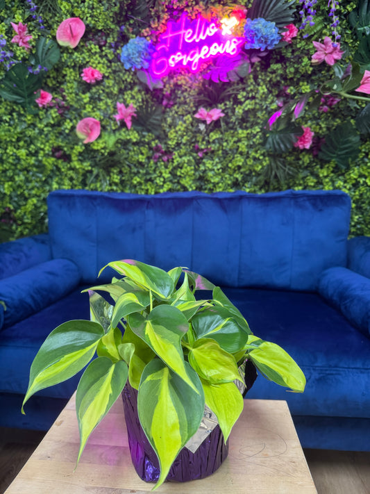 Brazil Philodendron