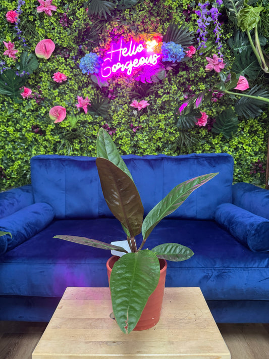 Anthurium Superbum