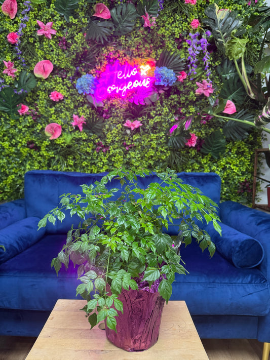 China Doll Plant
