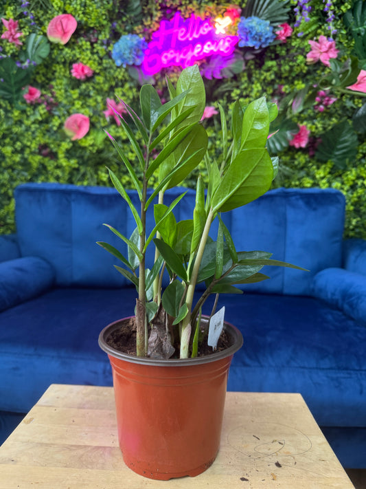 ZZ Plant